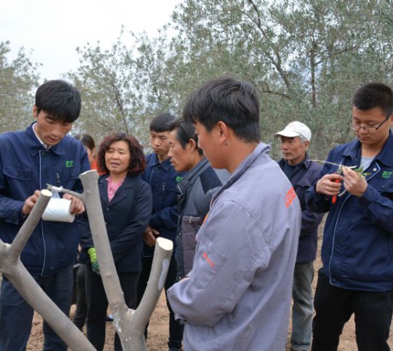 公司從產(chǎn)業(yè)鏈起始端著手，引進(jìn)良種優(yōu)苗，繁育基地苗圃，優(yōu)化樹(shù)種，以?xún)?yōu)質(zhì)的橄欖樹(shù)苗為生產(chǎn)特級(jí)初榨橄欖油提供基礎(chǔ)保障。在以自建萬(wàn)畝國(guó)家標(biāo)準(zhǔn)化油橄欖..